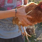 Landwirtschaftspraktikum der 9. Klasse