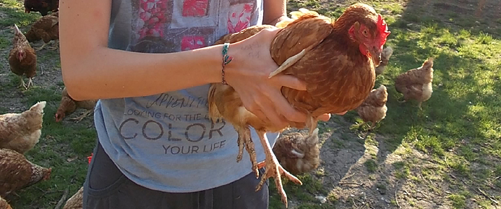 landwirtschaftspraktikum