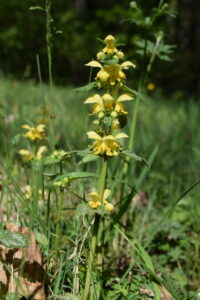 „Was blüht denn da?“ Botanischer Spaziergang am Haier @ Ecke Birkenstraße/Lindenstraße, 73035 Göppingen-Faurndau
